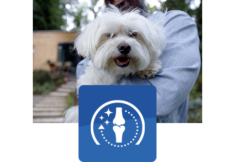 χαρούμενος λευκός σκύλος στην αγκαλιά ενός ανθρώπου