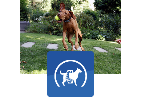 καφέ σκύλος πηδάει στον αέρα πιάνοντας μια μπάλα