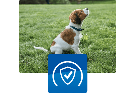 Κουτάβι κάθεται έξω