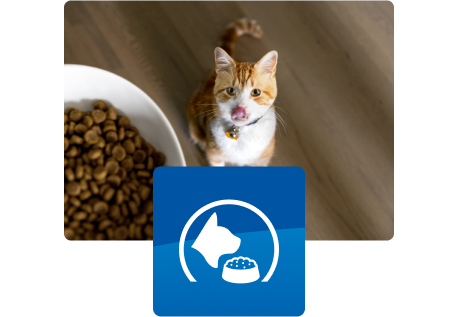 Γάτα που κοιτάζει το μπολ με το φαγητό